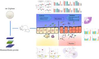 Therapeutic effects and mechanism of oat β-glucan plus montmorillonite powder on diarrhea in young rats