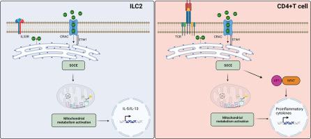 CRACing the role of calcium signaling in ILC2s