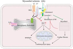 The purified extract of steamed Panax ginseng protects cardiomyocyte from ischemic injury via caveolin-1 phosphorylation-mediating calcium influx