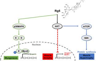 Ginsenoside Rg5 promotes muscle regeneration via p38MAPK and Akt/mTOR signaling