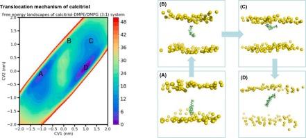 Molecular mechanism of calcitriol enhances membrane water permeability