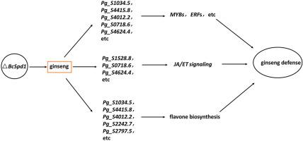 Botrytis cinerea hypovirulent strain △BcSpd1 induced Panax ginseng defense