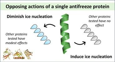 Paradoxical effects on ice nucleation are intrinsic to a small winter flounder antifreeze protein