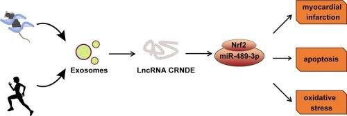 Long term exercise-derived exosomal LncRNA CRNDE mitigates myocardial infarction injury through miR-489-3p/Nrf2 signaling axis