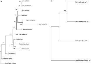 The complete sequence of Lens tomentosus chloroplast genome