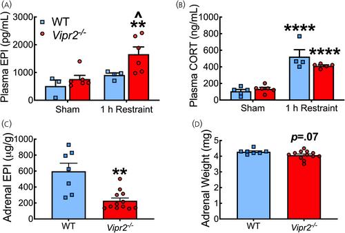 Gene deletion of the PACAP/VIP receptor, VPAC2R, alters glycemic responses during metabolic and psychogenic stress in adult female mice