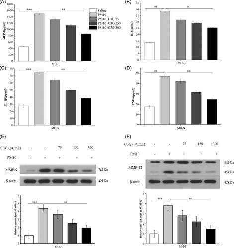 Cyanidin-3-galactoside from Aronia melanocarpa ameliorates PM10-induced pulmonary inflammation by promoting PINK1/Parkin signaling pathway-mediated alveolar macrophage mitophagy