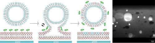 Spontaneous transfer of small peripheral peptides between supported lipid bilayer and giant unilamellar vesicles