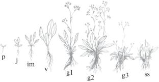 The Ontogenesis and Structure of Population of Rindera tetraspis Pall. (Boraginaceae) in Orenburg Oblast