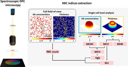 Quantitative Measurements of Red Blood Cell Indices Using Spectroscopic Differential Phase-Contrast Microscopy