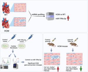 Inhibition of miR-199a-3p in a murine hypertrophic cardiomyopathy (HCM) model attenuates fibrotic remodeling