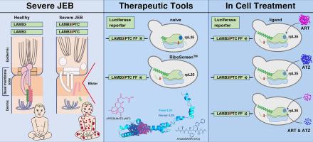 En Route to Targeted Ribosome Editing to Replenish Skin Anchor Protein LAMB3 in Junctional Epidermolysis Bullosa