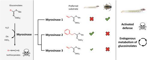 Different myrosinases activate sequestered glucosinolates in larvae and adults of the horseradish flea beetle