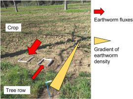 Tracking earthworm fluxes at the interface between tree rows and crop habitats in a Mediterranean alley cropping field