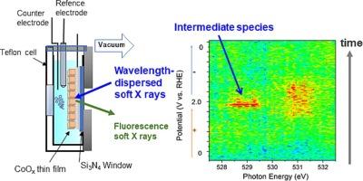 Real-time observation of intermediate species in electrochemical oxygen evolution reactions on CoOx through soft X-ray absorption spectroscopy