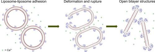 A closer look at calcium-induced interactions between phosphatidylserine-(PS) doped liposomes and the structural effects caused by inclusion of gangliosides or polyethylene glycol- (PEG) modified lipids