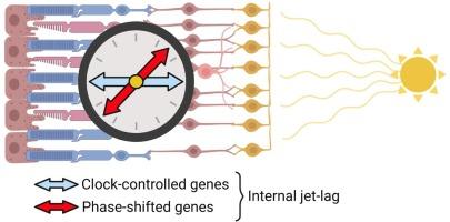 Mapping the daily rhythmic transcriptome in the diabetic retina