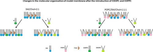 Study of the correlation between the structure of selected triester of phosphatidylcholine and their impact on physicochemical properties of model mammalian membranes