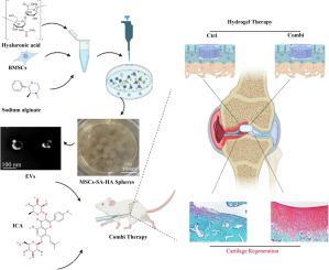 Enhanced cartilage regeneration by icariin and mesenchymal stem cell-derived extracellular vesicles combined in alginate-hyaluronic acid hydrogel