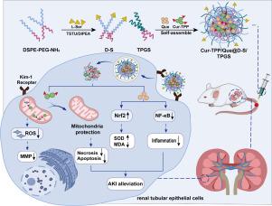 Dual-targeted nanoparticles with removing ROS inside and outside mitochondria for acute kidney injury treatment