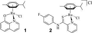 In vitro and in vivo accumulation of the anticancer Ru complexes [RuII(cym)(HQ)Cl] and [RuII(cym)(PCA)Cl]Cl