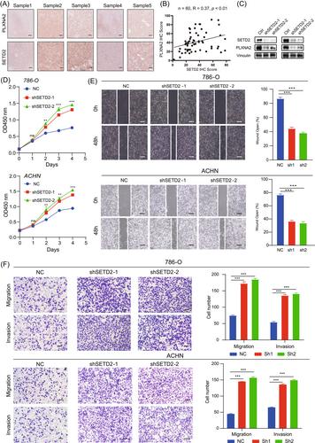 Multiomics characterization and verification of clear cell renal cell carcinoma molecular subtypes to guide precise chemotherapy and immunotherapy