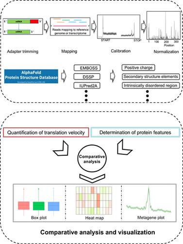 VeloPro: A pipeline integrating Ribo-seq and AlphaFold deciphers association patterns between translation velocity and protein structure features