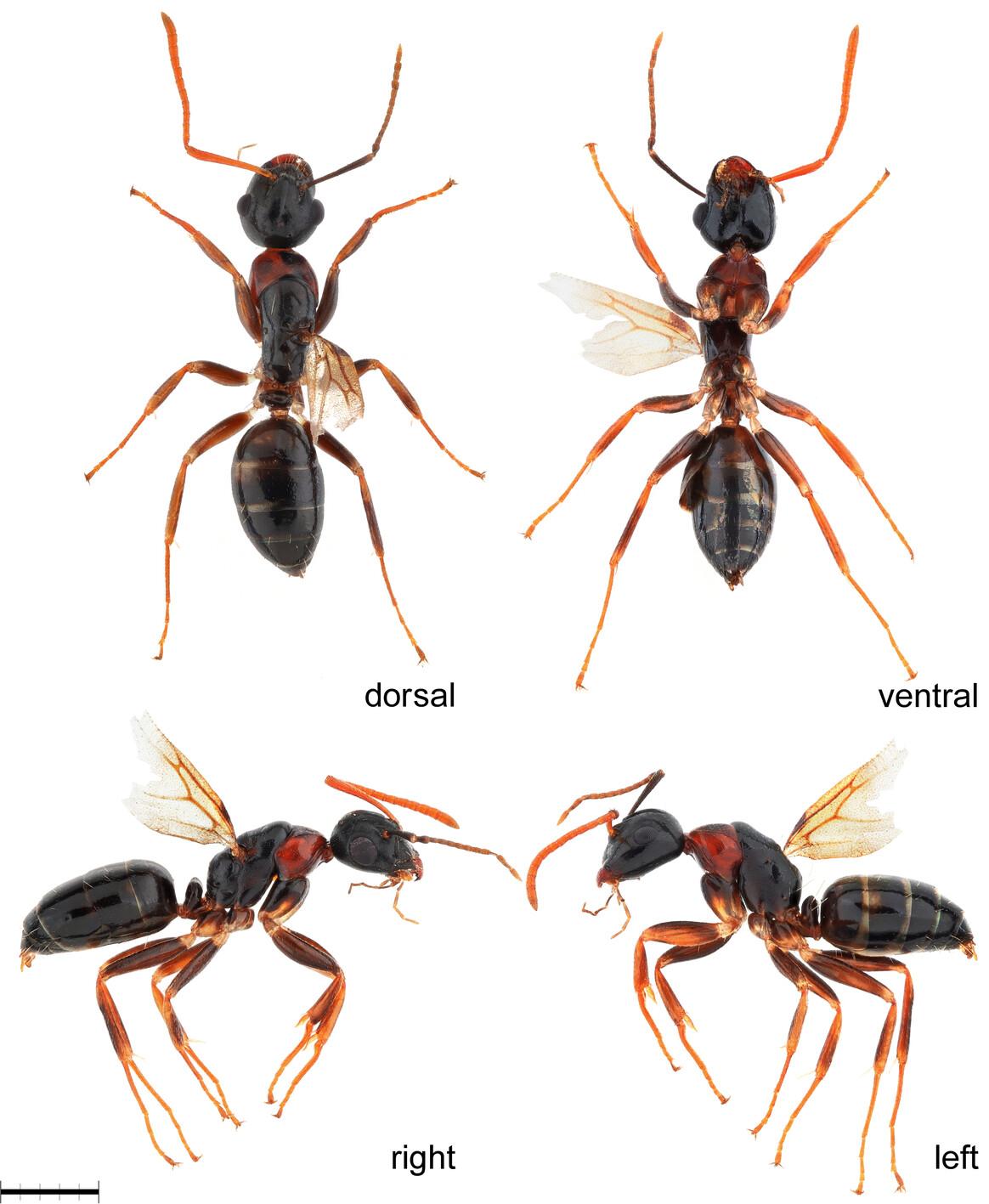 Morphology and behavior of ergatandromorph in Camponotus yamaokai Terayama & Satoh, 1990 (Hymenoptera: Formicidae)