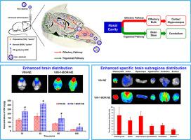 Exploring the potential to enhance drug distribution in the brain subregion via intranasal delivery of nanoemulsion in combination with borneol as a guider