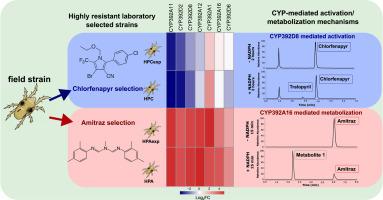 Contrasting roles of cytochrome P450s in amitraz and chlorfenapyr resistance in the crop pest Tetranychus urticae