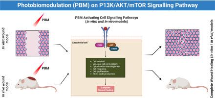 A review of photobiomodulation on PI3K/AKT/mTOR in wound healing