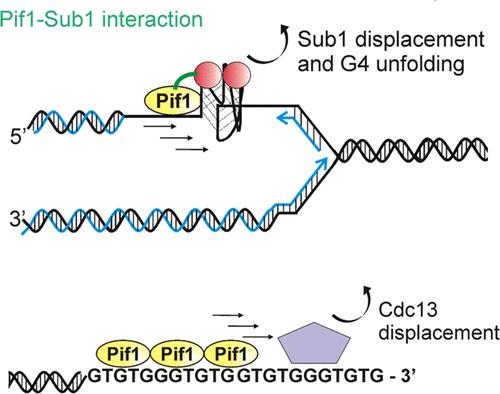 Pif1 Helicase Mediates Remodeling of Protein-Nucleic Acid Complexes by Promoting Dissociation of Sub1 from G-Quadruplex DNA and Cdc13 from G-Rich Single-Stranded DNA