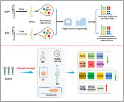 Single-nucleus sequencing of silkworm larval midgut reveals the immune escape strategy of BmNPV in the midgut during the late stage of infection