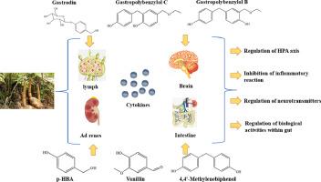 Mechanisms for the biological activity of Gastrodia elata Blume and its constituents: A comprehensive review on sedative-hypnotic, and antidepressant properties