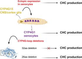 Insights into unique features of Drosophila CYP4G enzymes