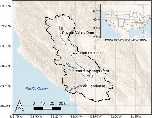 Distinct patterns of inheritance shape life-history traits in steelhead trout