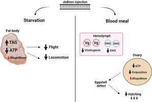 Deficiency of Brummer lipase disturbs lipid mobilization and locomotion, and impairs reproduction due to defects in the eggshell ultrastructure in the insect vector Rhodnius prolixus