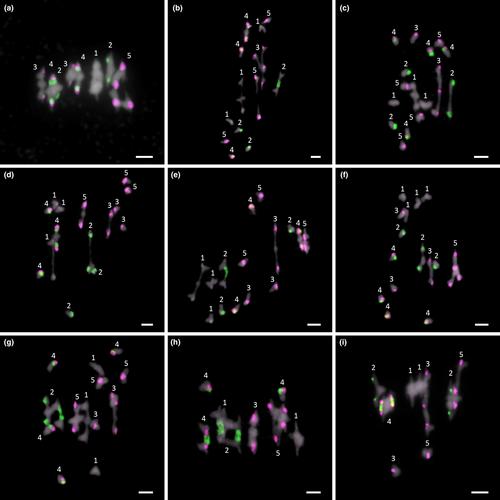 Synthetically induced Arabidopsis thaliana autotetraploids provide insights into the analysis of meiotic mutants with altered crossover frequency