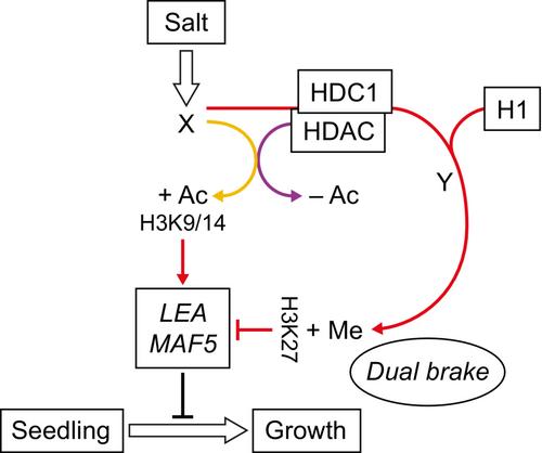 Finding a good balance: two distinct chromatin factors fine-tune stress response in Arabidopsis seedlings