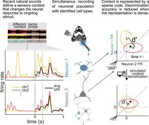 A sparse code for natural sound context in auditory cortex