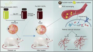 Nanoscale coordination polymer Fe-DMY downregulating Poldip2-Nox4-H2O2 pathway and alleviating diabetic retinopathy