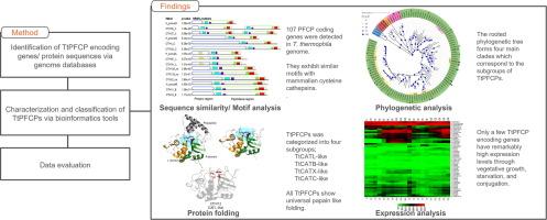 Genome-wide identification and in-silico analysis of papain-family cysteine protease encoding genes in Tetrahymena thermophila