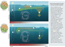 Interannual differences in sea ice regime in the north-western Barents Sea cause major changes in summer pelagic production and export mechanisms