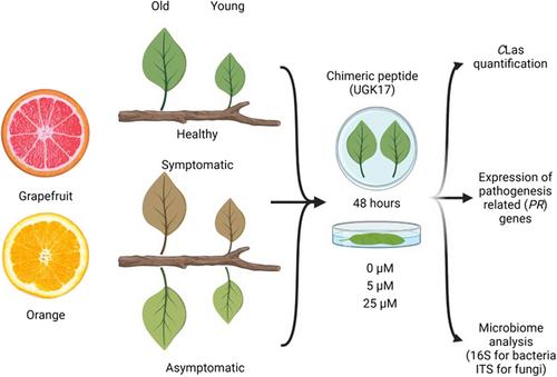 A host-derived chimeric peptide protects citrus against Huanglongbing without threatening the native microbial community of the phyllosphere