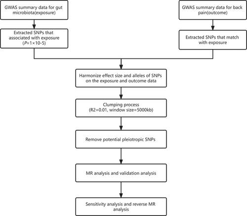 Insight into the Causal Relationship between Gut Microbiota and Back Pain: A Two Sample Bidirectional Mendelian Randomization Study