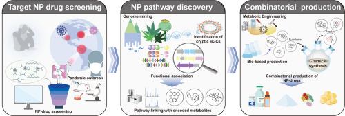 Systems metabolic engineering for the production of pharmaceutical natural products