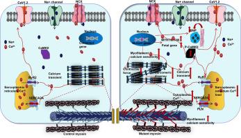 Enhanced myofilament calcium sensitivity aggravates abnormal calcium handling and diastolic dysfunction in patient-specific induced pluripotent stem cell-derived cardiomyocytes with MYH7 mutation