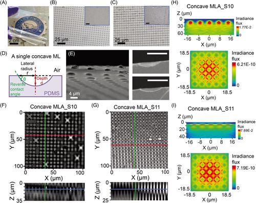 Concave microlens arrays with tunable curvature for enhanced photodegradation of organic pollutants in water: A non-contact approach