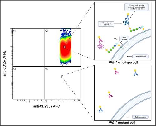 The PIG-A gene mutation assay in human biomonitoring and disease