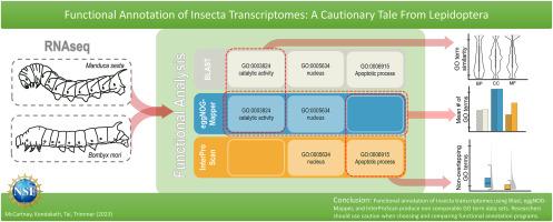 Functional annotation of insecta transcriptomes: A cautionary tale from Lepidoptera